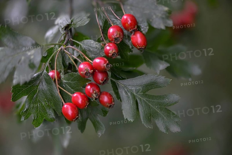 Crataegus monogyna, hawthorn, hawthorn, rosaceae, rose family, hawthorn, common hawthorn, flora, oneseed hawthorn, plants, single-seeded hawthorn