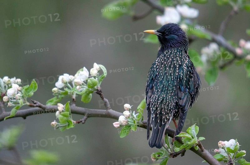 Star, Starling, Sturnus Vulgaris, Birds, Spring, Meadow Orchard, Passeri, Songbirds, Jump, Orchard, Birds