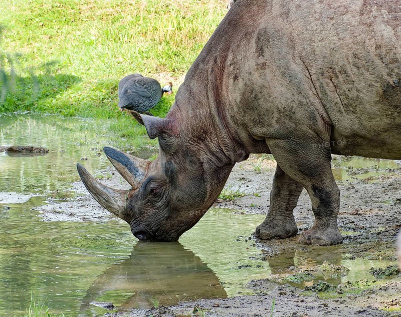 East African black rhino (Diceros bicornis michaeli) drinking, rhino, odd-toed ungulate, captive, found in East Africa