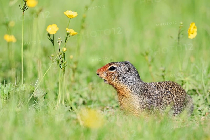 Columbia ground squirrel (Urocitellus columbianus, Spermophilus columbianus) in a flower meadow, Yoho National Park, British Columbia, Canada