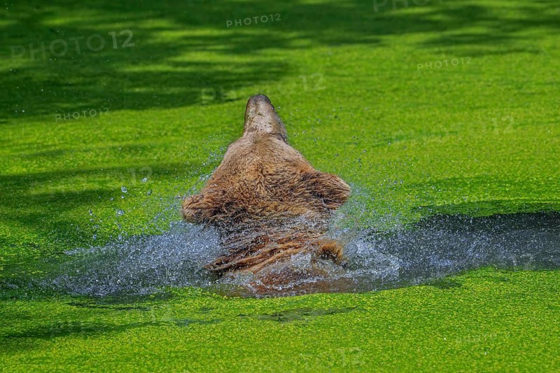 European brown bear (Ursus arctos) cooling down, chilling in water of pond covered in duckweed and shaking head on a hot day in summer