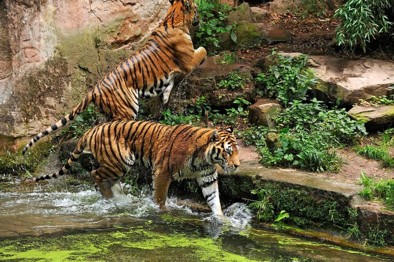 Siberian tigers (Panthera tigris altaica) emerge from the water trench at Nuremberg Zoo, Am Tiergarten 30, Nuremberg, Middle Franconia, Bavaria, Germany