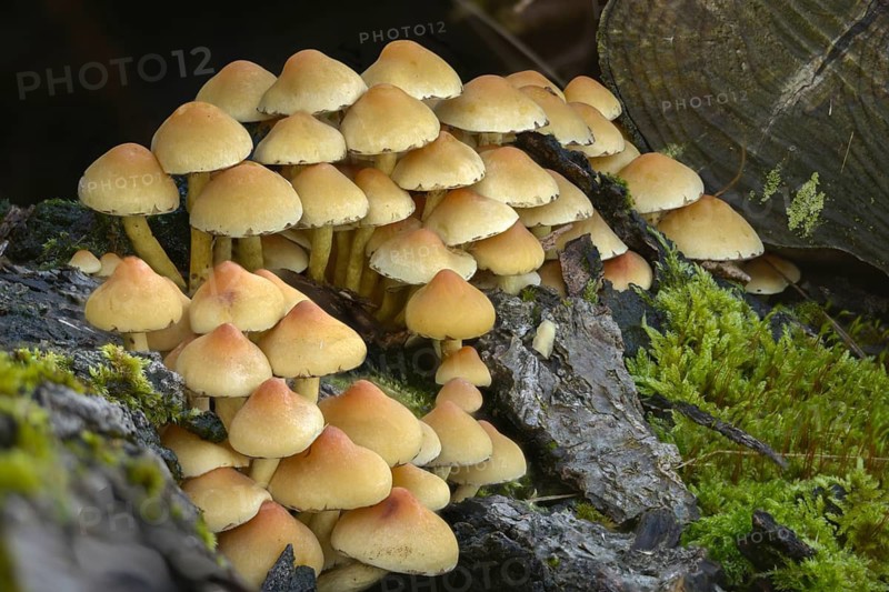 Brown-gilled woodlover, grey-leaved sulfur head, honeyhead, hypholoma capnoides, mild sulfur head, smoky-leafed sulfur head, smoky-gilled woodlover, fungi, mushrooms