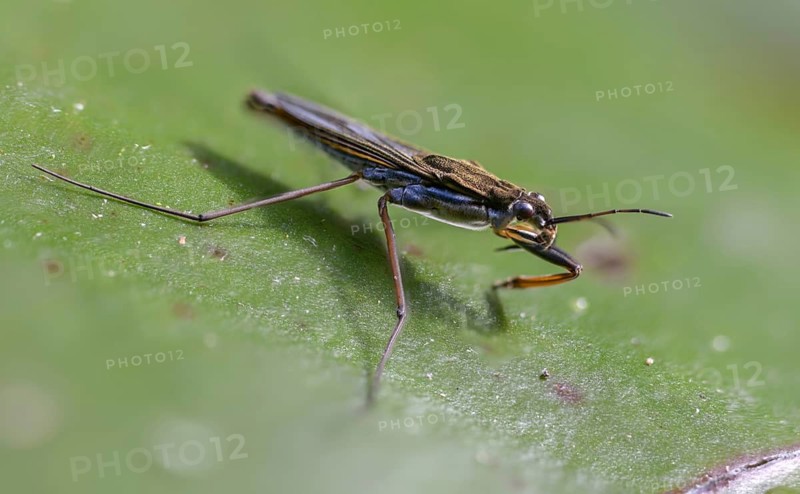 Common Pond Skater, Common Water Strider, Gerris Lacustris, Heteroptera, Water Strider, Water Cutter, Insects, Bugs
