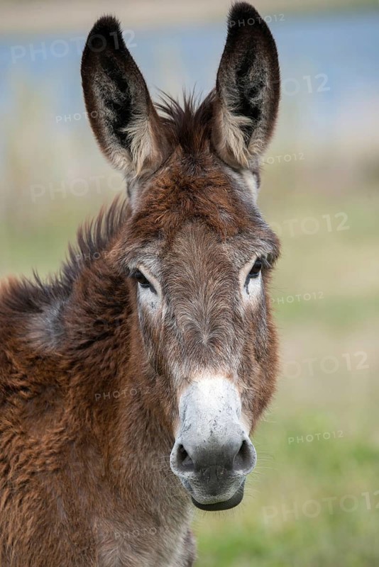 Donkey, Equus asinus, donkey, even-toed ungulate, granelli, house donkey, Italy, Pantano Cuba lagoon, odd-toed ungulates, Pantani Cuba and longarini, perissodactyla, Ragusana donkey, migratory bird sanctuary, Pantani Cuba & Longarini migratory bird sanctuary, domesticated animals, pet, size high, portrait format, Italy, mammals, Sicily, Foundation for Biodiversity, mammals, unpaired ungulates