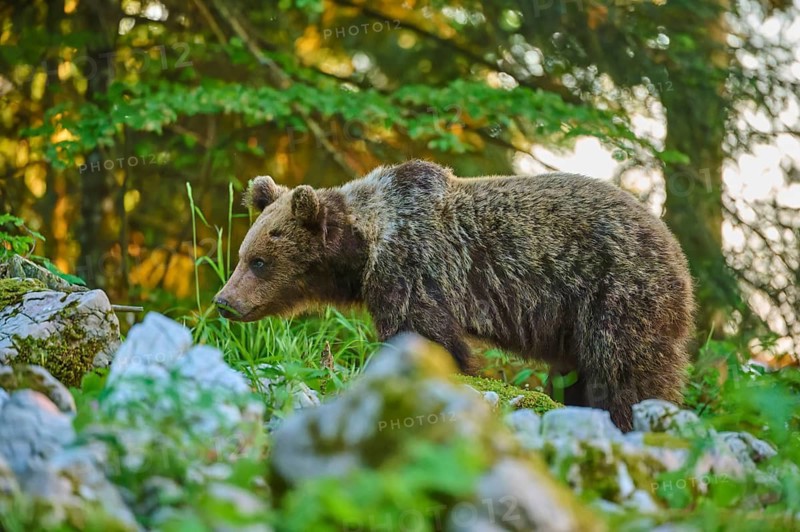 A bear in the lush greenery of a forest, amongst rocks and grass, looks calm and peaceful – European brown bear (Ursus arctos), Slovenia