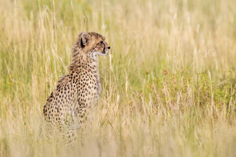 Cheetah (Acinonyx jubatus). Cub. Kalahari Desert, Kgalagadi Transfrontier Park, South Africa