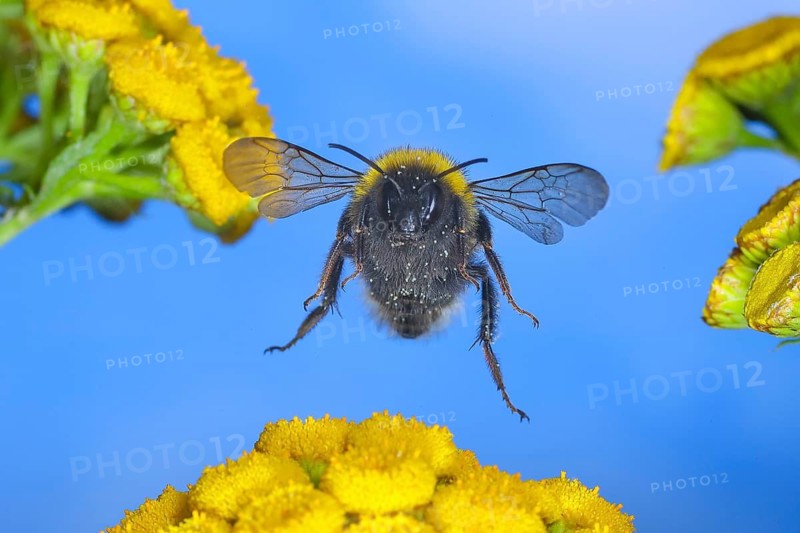 Large earth bumblebee (Bombus terrestris), flying over tansy (Tanacetum vulgare) flowers, wildlife, high-speed nature photography, insects, bumblebees, Siegerland, North Rhine-Westphalia, Germany