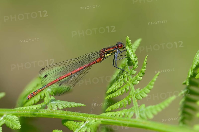 Early Adonis dragonfly, large red damselfly, Pyrrhosoma nymphula, damselflies, dragonflies, insects, dragonflies, odonata, zygoptera