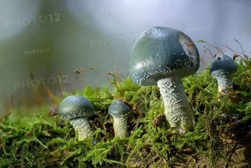 Agaricales, leafy mushrooms, green pancreepers, stropharia aeruginosa, fungi, mushrooms, verdigris agaric