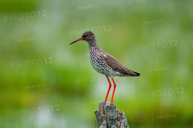 Redshank, redshank, Sweden, Tringa Totanus, birds, charadriiformes, limikolen, snipe birds, scolopacidae, Sweden, birds, waders, Öland