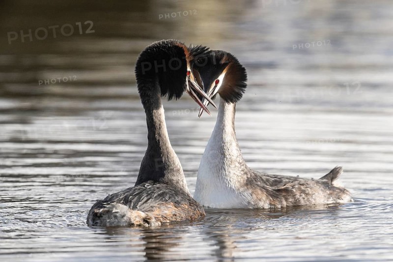 Great Crested Grebe (Podiceps Scalloped ribbonfish) Courtship, Emsland, Lower Saxony, Germany