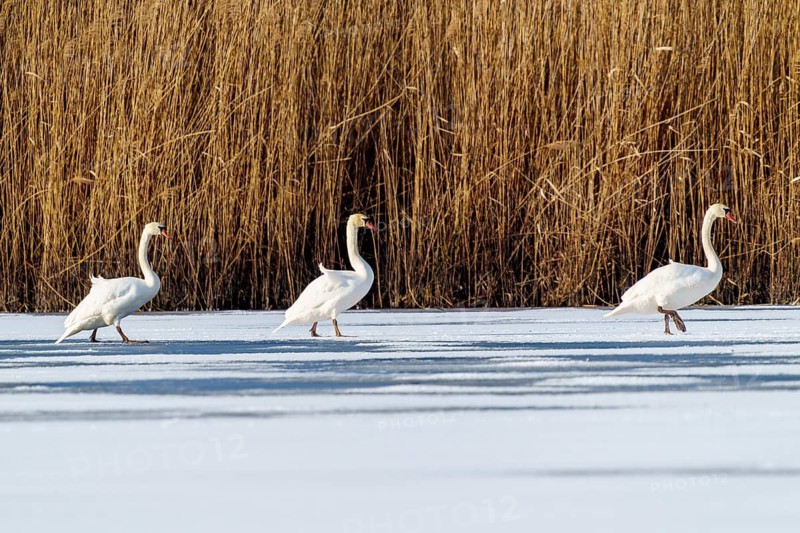 Mute swan (Cygnus olor), wildlife, Germany, three swans wade in single file across the frozen surface, flanked by reeds