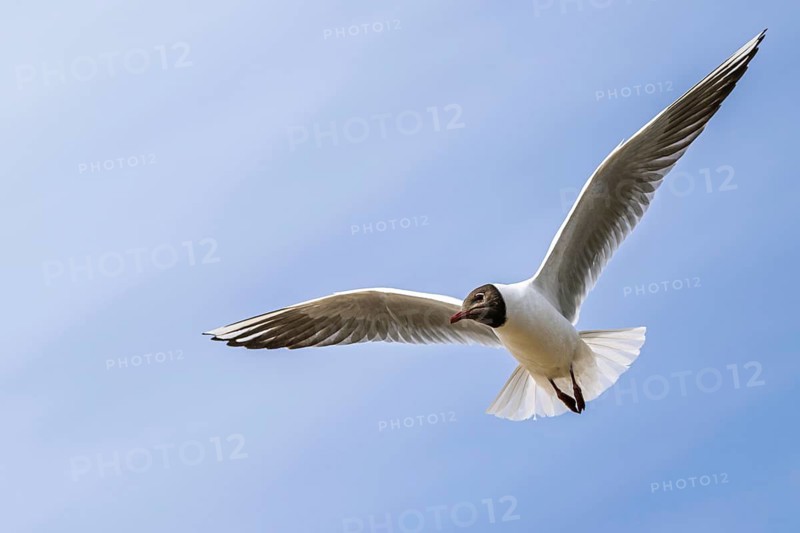 Black-headed Gull, Chroicocephalus ridibundus, bird in flight, England, United Kingdom