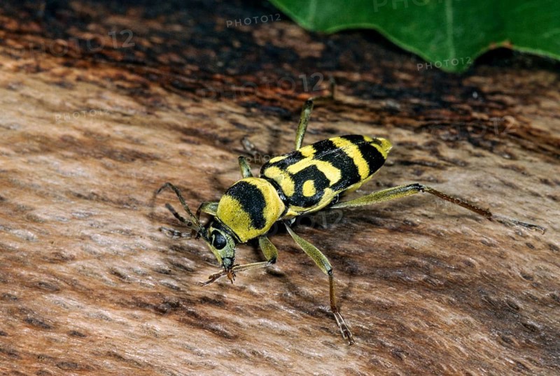 Chlorophorus varius, variable ram ram, beetle, longhorn beetle, coleoptera, grape wood borer, insects, beetles