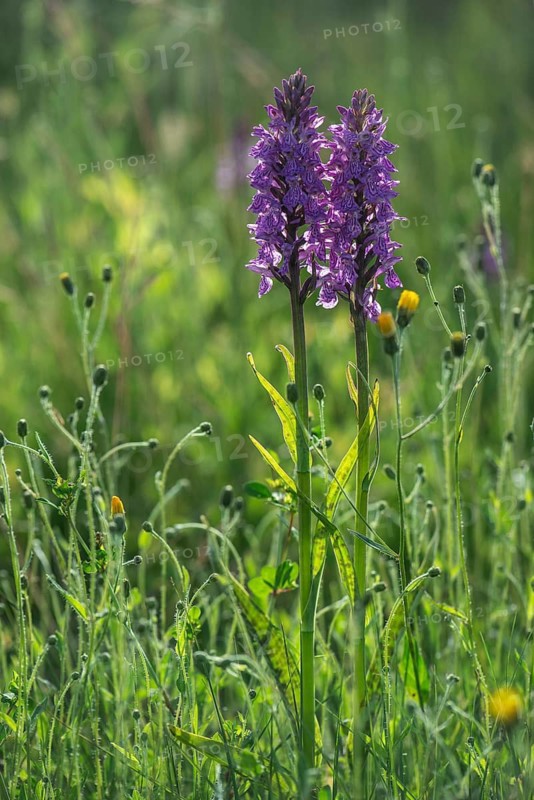 Moorland spotted orchid (Dactylorhiza maculata), Emsland, Lower Saxony, Germany