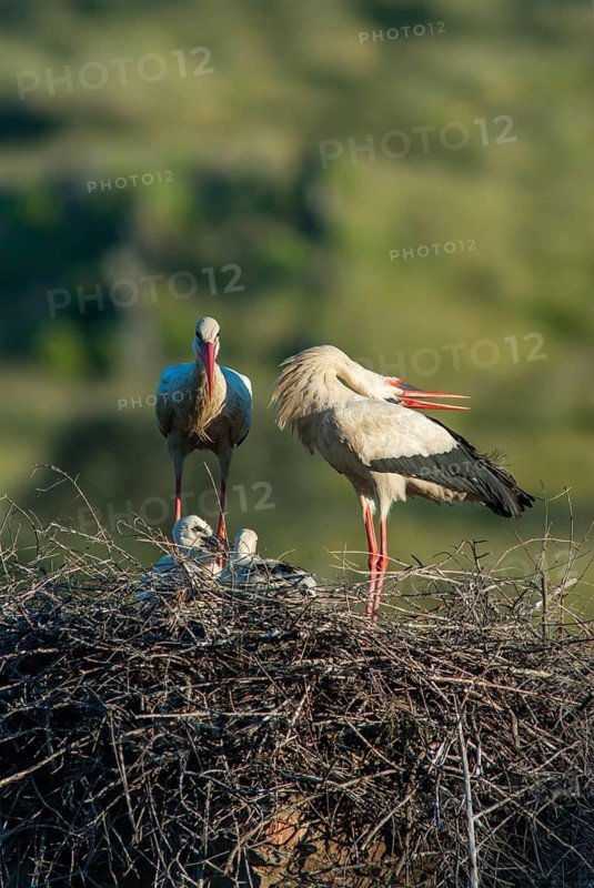 Ciconia ciconia, white stork, birds, ciconiiformes, extremadura, high size, portrait format, nest, walking birds, Spain, wading birds, stork, stork, stork, storks, birds