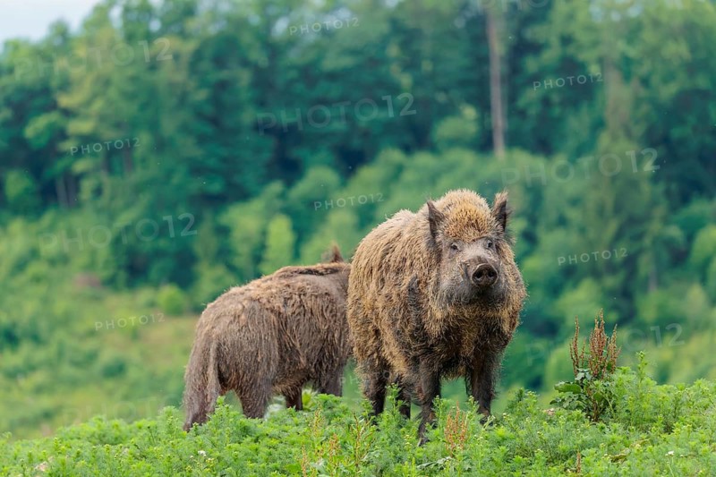 A male wild boar (Sus scrofa) is out foraging in a green clearing on an overcast day. Bavaria, Germany