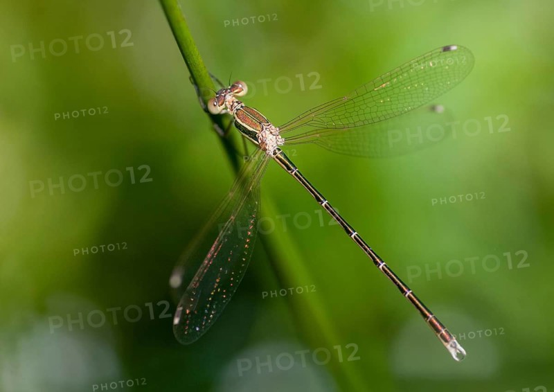 Leste Barbarus, Migrant Spreadwing, Shy Emerald Damselfly, Southern Emerald Damselfly, Damselflies, Dragonflies, Insects, Dragonflies, Odonata, Zygoptera