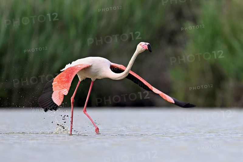 Pink flamingo (Phoenicopterus roseus), taking departure, Camargue Regional Nature Park, southern France, France