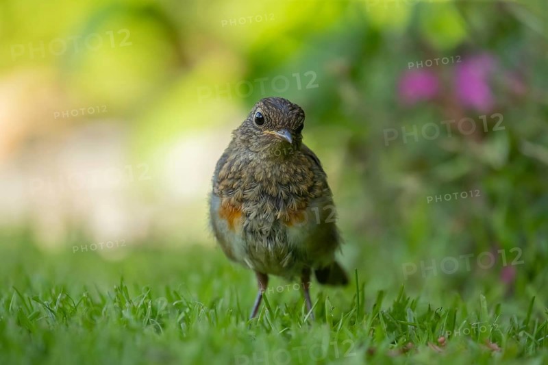 European robin (Erithacus rubecula) juvenile baby garden bird on a grass lawn in summer, England, United Kingdom