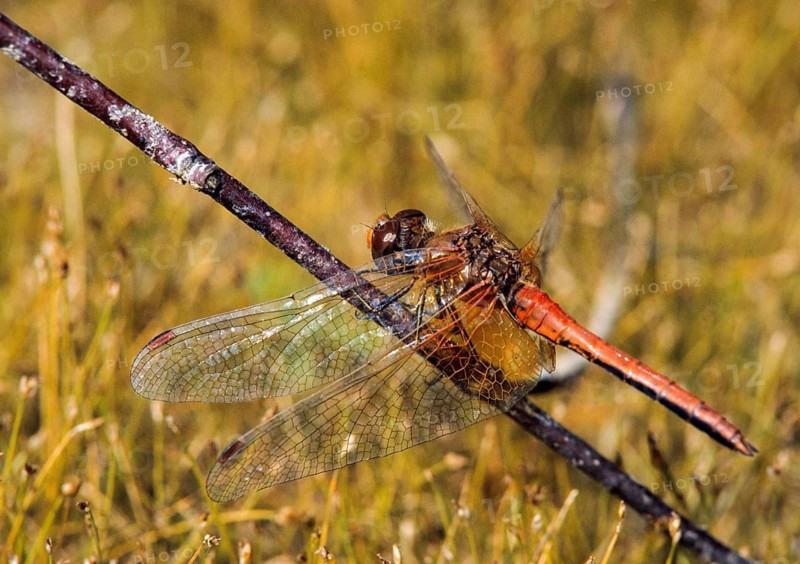 Spotted heather, Sympetrum flaveolum, yellow-winged darter, anisoptera, damselflies, dragonflies, insects, leo, dragonflies, male, odonata