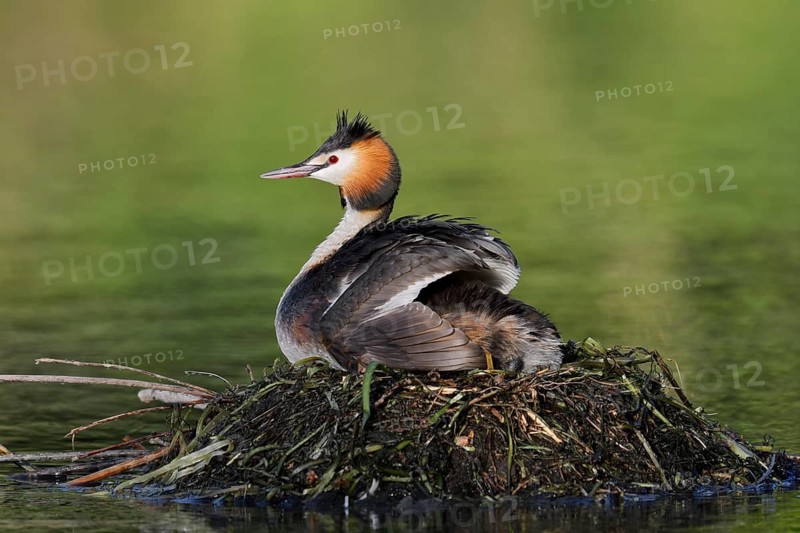 Great Crested Grebe (Podiceps Scalloped ribbonfish) sitting on its nest, North Rhine-Westphalia, Germany