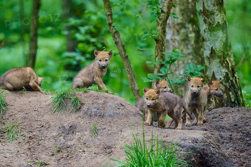 Young wolves curiously explore their surroundings in the forest, Wolf (Canis lupus), Germany