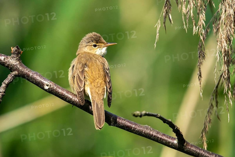 Acrocephalus scirpaceus, reed warbler, birds, passeri, songbirds, songbirds, birds, warblers