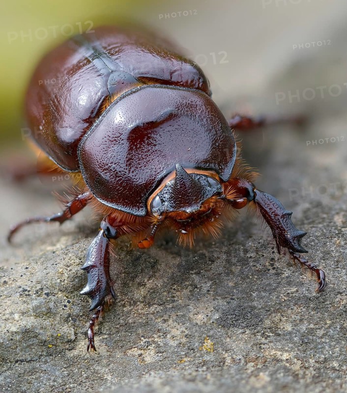 European rhinoceros beetle, rhinoceros beetle, oryctes nasicornis, rhinoceros beetle, beetle, coleoptera, high size, portrait format, insects, beetles