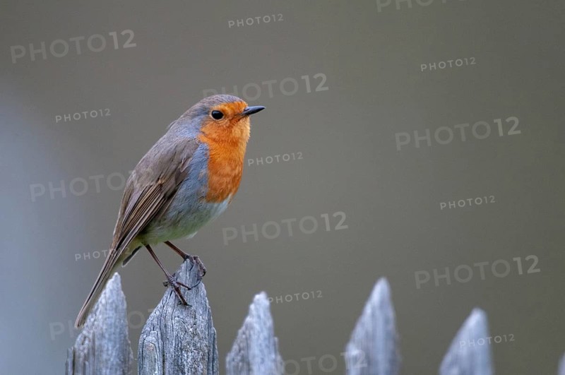 Erithacus rubecula, robin, robins, birds, garden, garden fence, passeri, songbirds, songbirds, birds