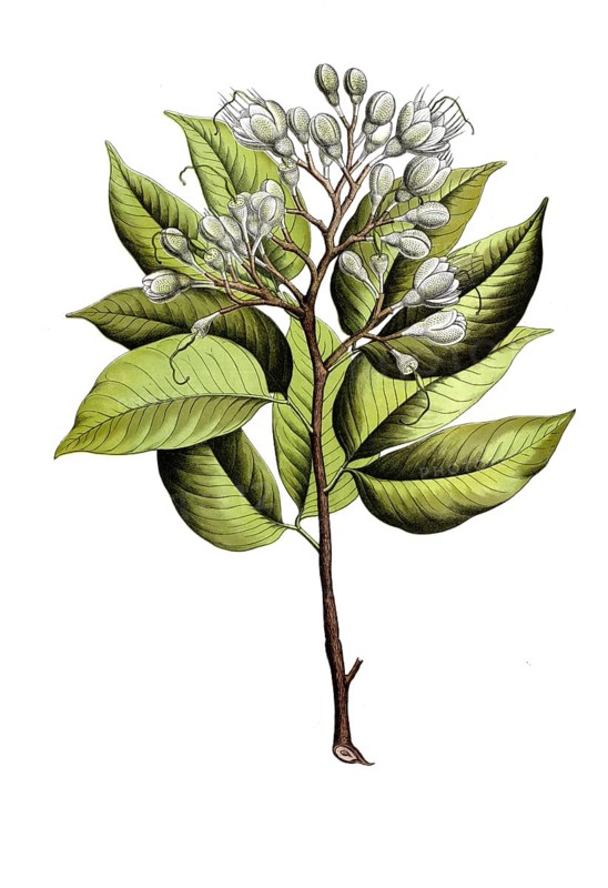 Hymenaea courbaril, known as Jatoba or Stinking Toe, tree from the tropical regions of America. It provides extremely hard, valuable wood for furniture making and bears characteristic, edible fruits, which are appreciated for their nutritious, flour-like flesh, school picture, illustration, reproduction from a model from the 19th century. School picture, mural, authentic, file restored for optimal use, exact date of original unknown, historical