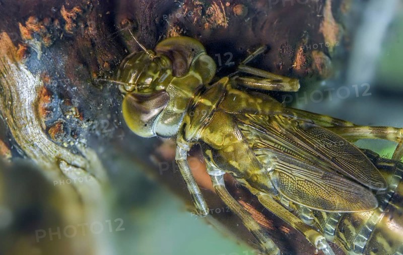 Aeshna cyanea, blue-green mosaic maiden, southern hawker, anisoptera, dragonflies, insects, larva, larva, dragonflies, odonata