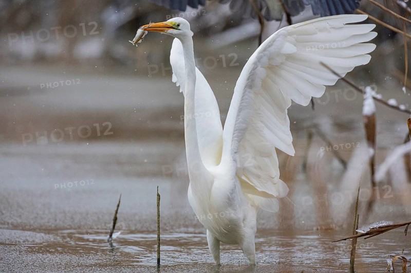 Great White Egret (Egretta alba) Germany