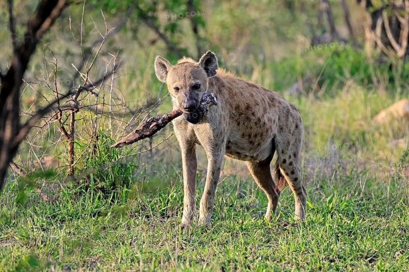 Spotted hyena (Crocuta crocuta), adult, prey, bones, alert, Kruger National Park, South Africa