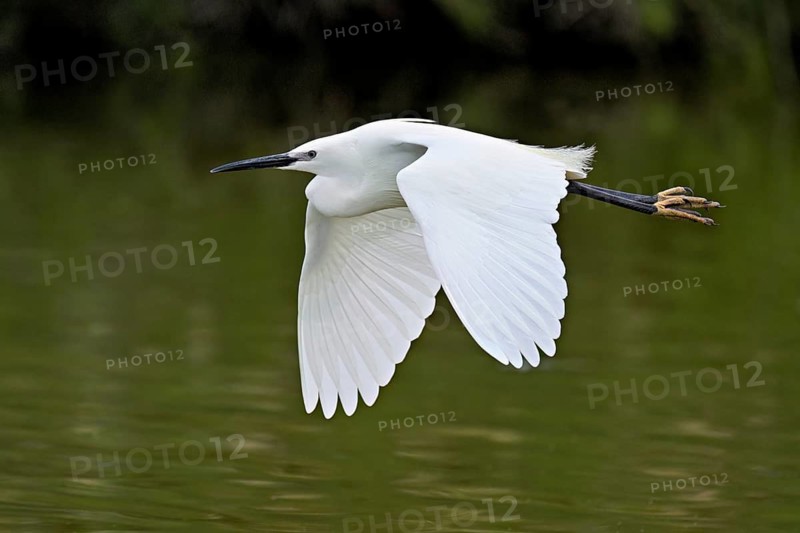 Little Egret (Egretta garzetta), in flight, Camargue, southern France, France