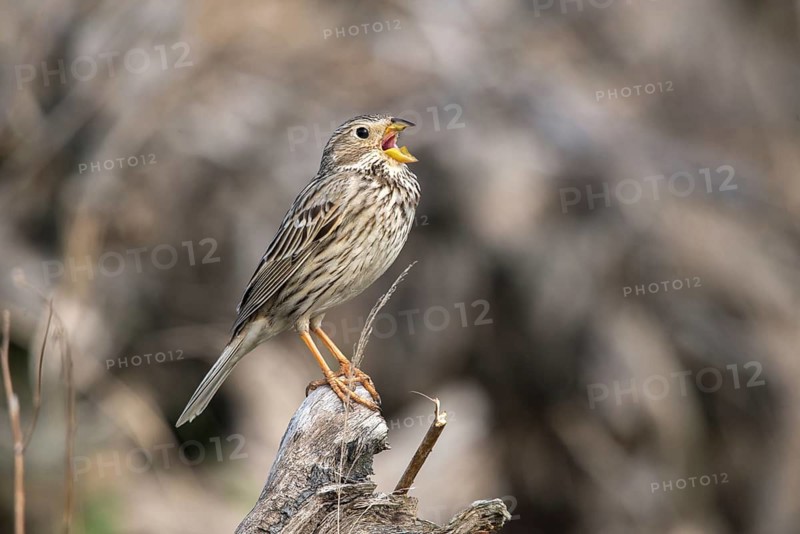 Brandenburg, Corn Bunting, Germany, Emberiza Calandra, Corn Bunting, Miliaria Calandra, Nabu, Nabu Project, National Natural Heritage, Grünhaus Nature Paradise, Post-Mining Landscape, Birds, Call, Song, Grünhaus, Passeri, Call, Singing, Songbirds, Birds