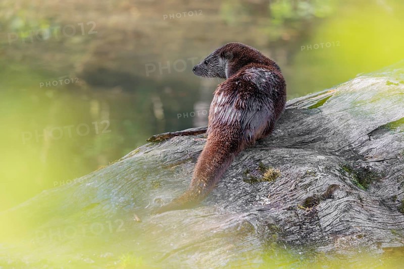 A Eurasian otter (Lutra lutra) is resting on a fallen, decaying tree lying in the water of a small stream on a sunny day. Czech Republic