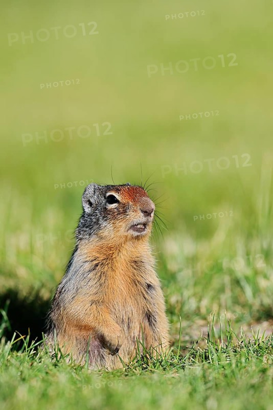 A Columbia ground squirrel (Urocitellus columbianus, Spermophilus columbianus) peeks out of its burrow, Waterton Lakes National Park, Alberta, Canada