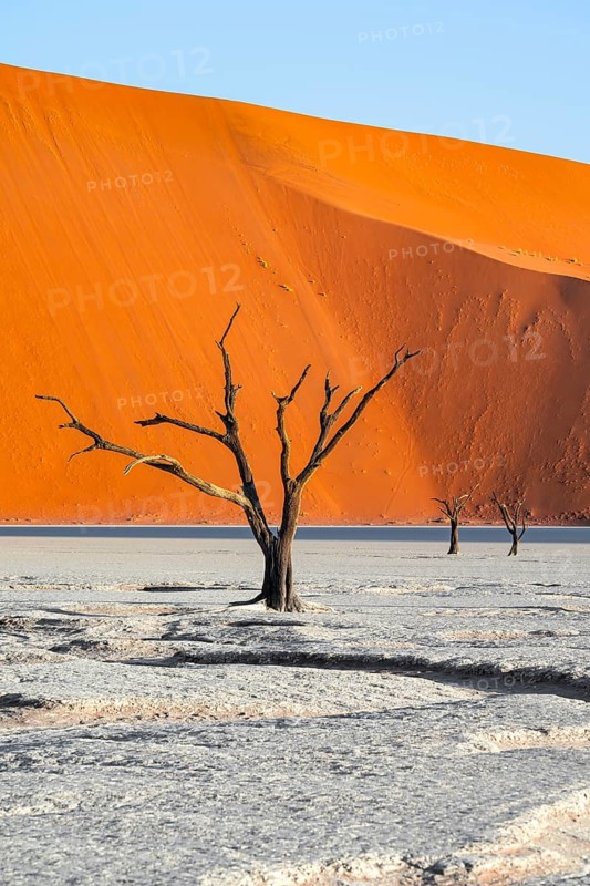Dead camel thorn trees (Vachellia erioloba), red sand dunes, white salt pan, Dead Vlei, Sossusvlei, Namib Desert, Namib-Naukluft Park, Namibia