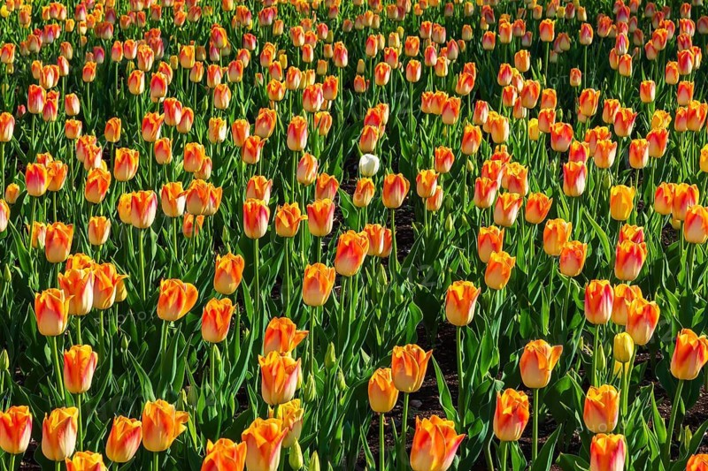 White single cup shaped Tulipa - Tulip flower in bed of single cup shaped orange and yellow Tulipa - Tulip flowers in spring, Quebec, Canada