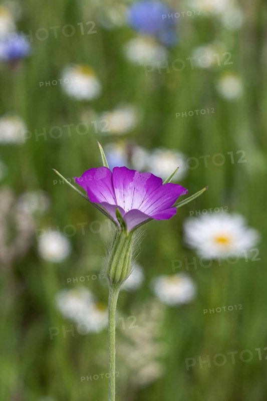 Corncock (Agrostemma githago) in front of daisies (Leucanthemum vulgare) and cornflowers (Centaurea cyanea), Emsland, Lower Saxony, Germany