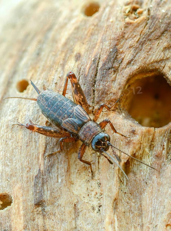 Grasshoppers, Nemobius sylvestris, forest crickets, ensifera, grasshoppers, crickets, grasshoppers, high size, portrait format, insects, long-feeler scares, wood cricket