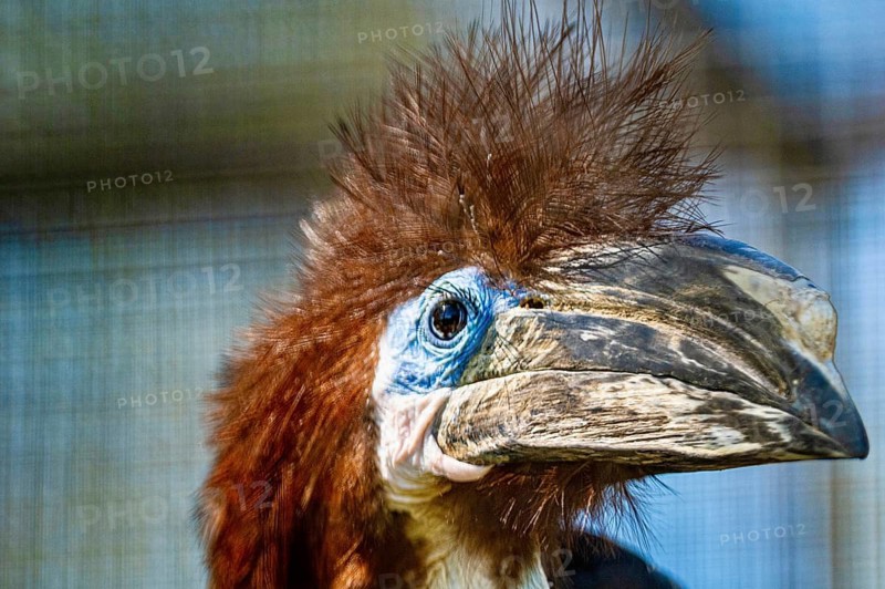 Helmeted cassowary (Casuariidae)