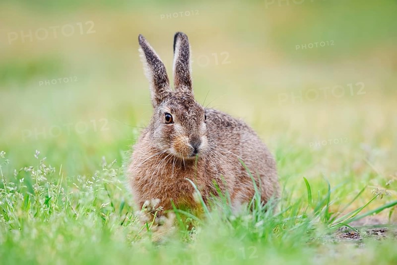 European hare (Lepus europaeus), North Rhine-Westphalia, Germany