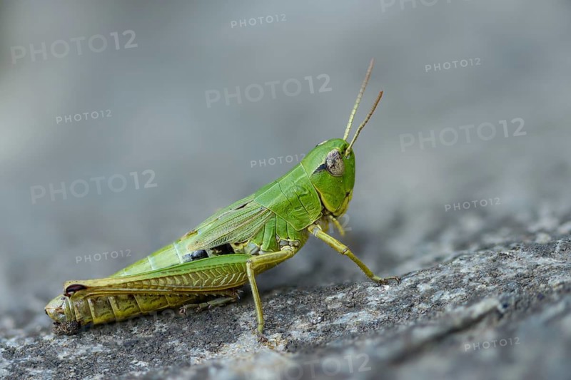 Acrididae, Caelifera, Chorthippus parallelus, field locusts, common grasshoppers, gomphocerinae, short-feeler, pseudochorthippus parallelus, female, grasshoppers, grasshoppers, insects, meadow grasshoppers, insects, meadow grasshoppers, female