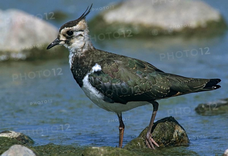 Lapwing, vanellus vanellus, birds, charadriiformes, leo, limikolen, plovers, birds, waders, waders