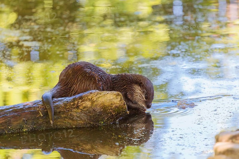 On a sunny day, an oriental small-clawed otter (Aonyx cinerea) lies on a log floating in the water, with the green vegetation on the bank reflected on the waters surface. India to Southeast Asia, islands of Sumatra, Java, Borneo and Palawan