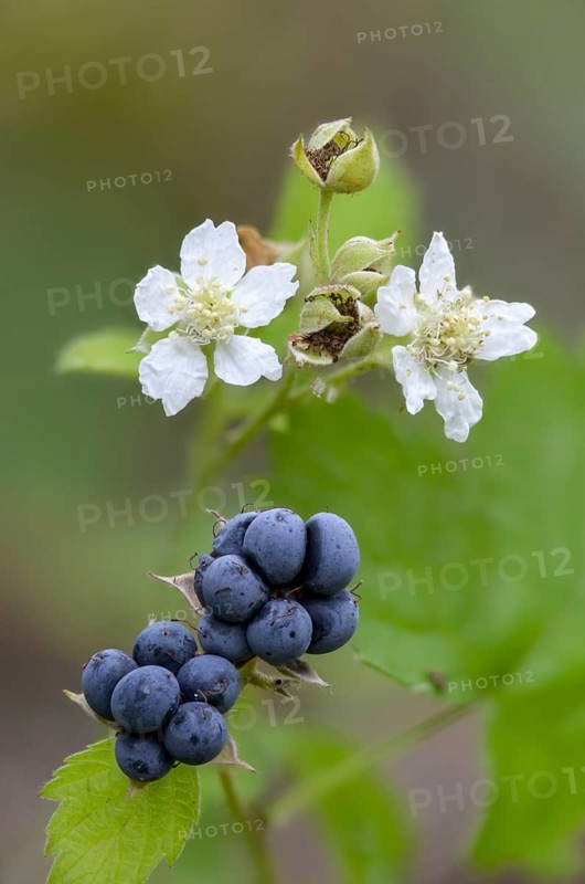 Field berry, frosted blackberry, bockberry, blackberry, European dewberry, scratberry, croatberry, rosaceae, rose family, rubus caesius, flora, high size, portrait format, plants, plants