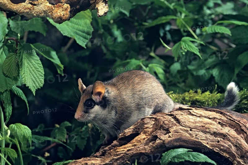 Eliomys quercinus, garden sleepers, rodents, rodentia, bilche, dormice, dormouse, mammals, rodents, sleepers, mammals